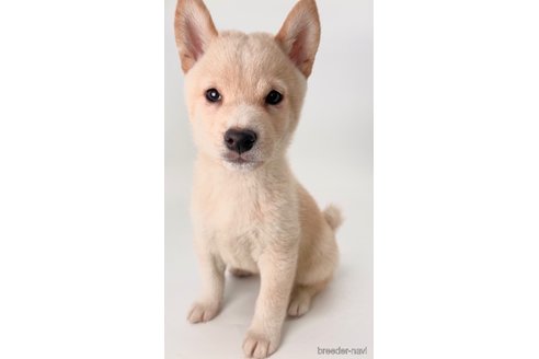 成約済の千葉県の柴犬-350815の2枚目