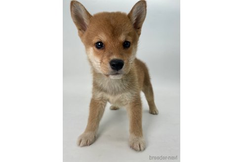 成約済の千葉県の柴犬-350816の1枚目