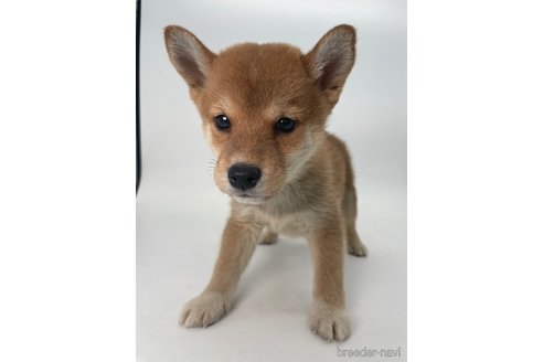 成約済の千葉県の柴犬-350816の3枚目