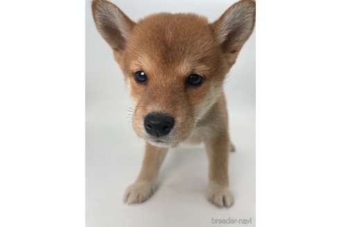 成約済の千葉県の柴犬-350816の4枚目