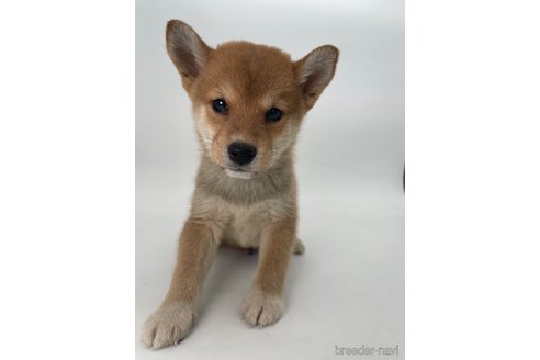 成約済の千葉県の柴犬-350816の5枚目