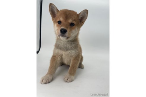 成約済の千葉県の柴犬-350816の6枚目
