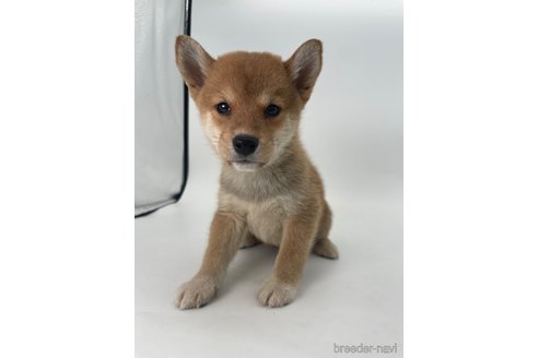 成約済の千葉県の柴犬-350816の7枚目