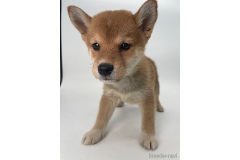 成約済の千葉県の柴犬-350816の8枚目