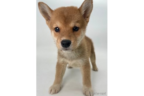 成約済の千葉県の柴犬-350816の2枚目
