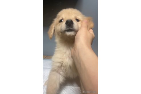 成約済の愛知県のゴールデンレトリーバー-350836の3枚目