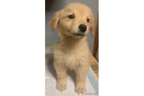 成約済の愛知県のゴールデンレトリーバー-350836の2枚目