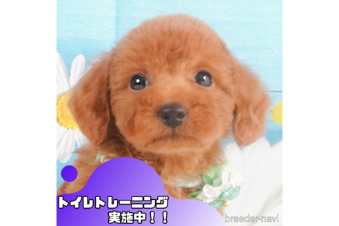 成約済の静岡県のトイプードル-350845の1枚目