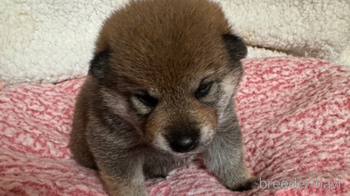 成約済の北海道の柴犬-350859