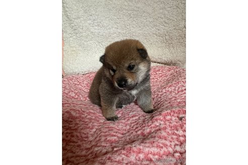 成約済の北海道の柴犬-350859の3枚目