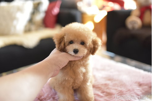 成約済の茨城県のトイプードル-343029の1枚目