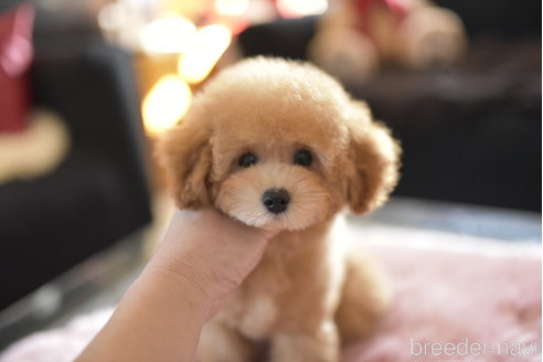 成約済の茨城県のトイプードル-343029の6枚目