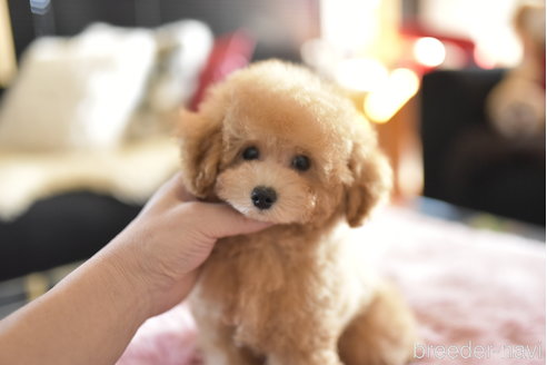 成約済の茨城県のトイプードル-343029の5枚目