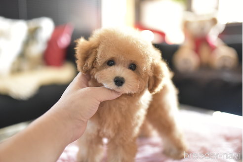 成約済の茨城県のトイプードル-343029の4枚目