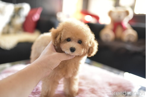 成約済の茨城県のトイプードル-343029の2枚目