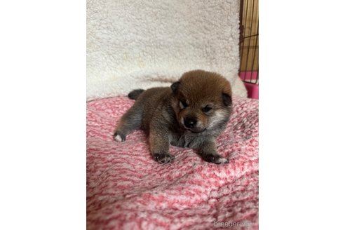 成約済の北海道の柴犬-350859の2枚目