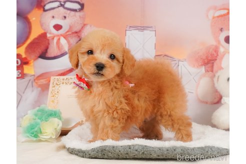 成約済の静岡県のトイプードル-350860の14枚目