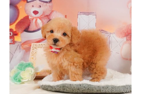 成約済の静岡県のトイプードル-350860の13枚目