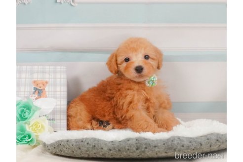 成約済の静岡県のトイプードル-350864の12枚目