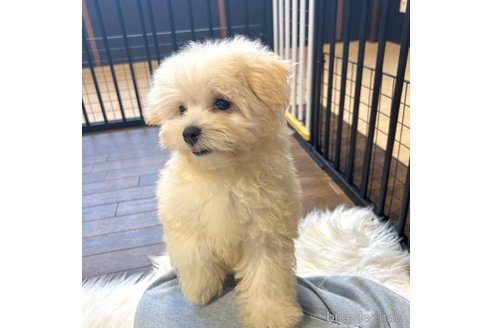 成約済の栃木県のマルプー:マルチーズ×トイプードル-350872の8枚目