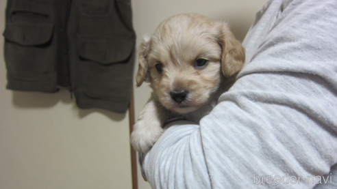 成約済の福岡県のミックス犬-347403の10枚目