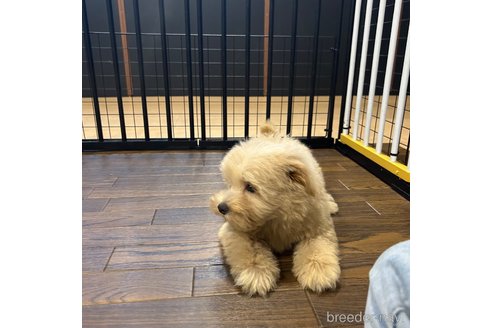 成約済の栃木県のマルプー:マルチーズ×トイプードル-350885の22枚目