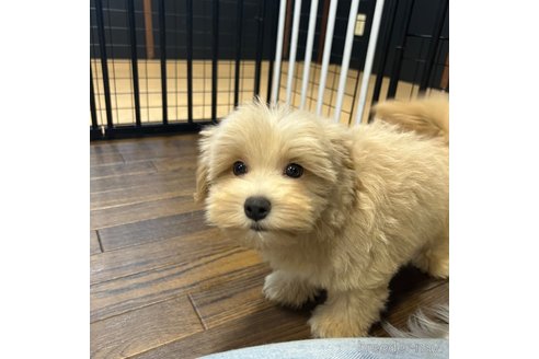 成約済の栃木県のマルプー:マルチーズ×トイプードル-350885の20枚目