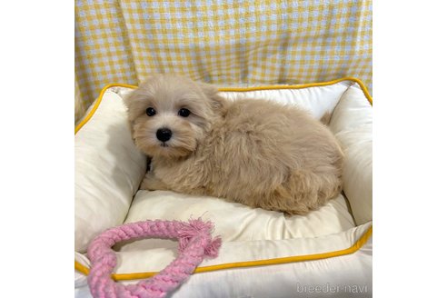 成約済の栃木県のマルプー:マルチーズ×トイプードル-350885の19枚目