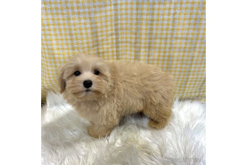 成約済の栃木県のマルプー:マルチーズ×トイプードル-350885の18枚目