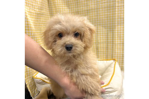 成約済の栃木県のマルプー:マルチーズ×トイプードル-350903の25枚目