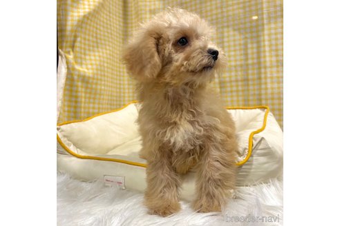 成約済の栃木県のマルプー:マルチーズ×トイプードル-350903の27枚目