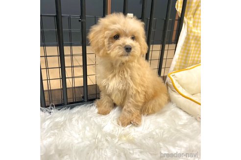 成約済の栃木県のマルプー:マルチーズ×トイプードル-350903の26枚目