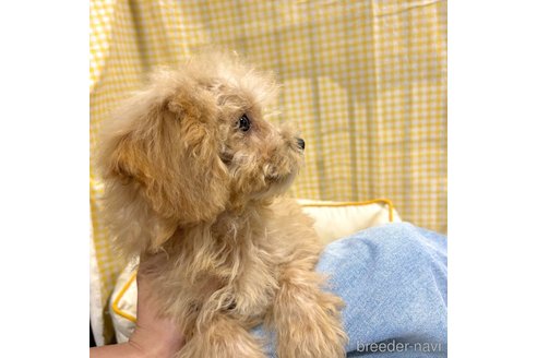 成約済の栃木県のマルプー:マルチーズ×トイプードル-350903の23枚目