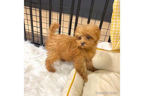 成約済の栃木県のマルプー:マルチーズ×トイプードル-350907の22枚目