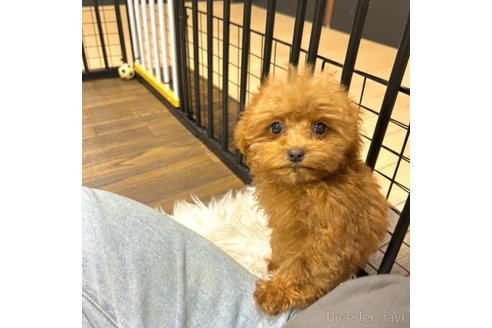成約済の栃木県のマルプー:マルチーズ×トイプードル-350907の28枚目