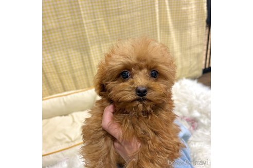 成約済の栃木県のマルプー:マルチーズ×トイプードル-350907の26枚目