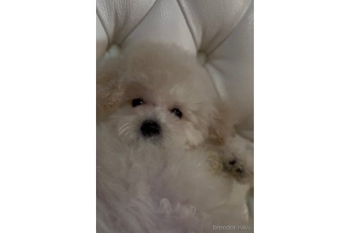 成約済の香川県のトイプードル-334989の14枚目