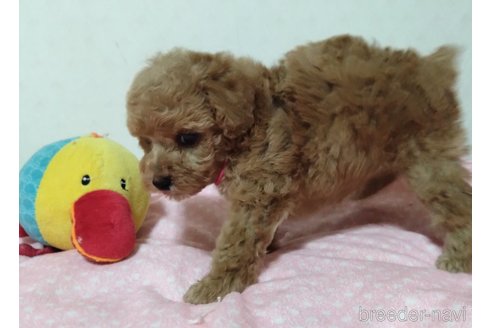成約済の愛知県のタイニープードル-350259の2枚目