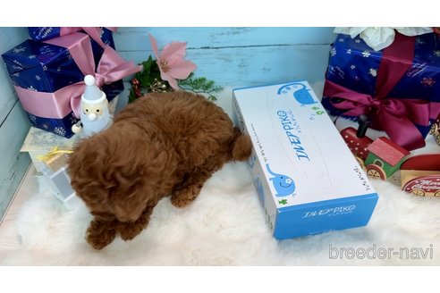 成約済の埼玉県のティーカッププードル-350926の24枚目