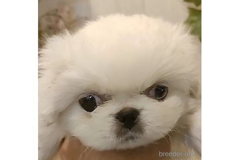 成約済の愛知県のペキニーズ-350932の1枚目