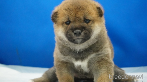 成約済のの柴犬-350940
