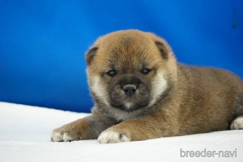成約済の愛知県の柴犬-350946の4枚目