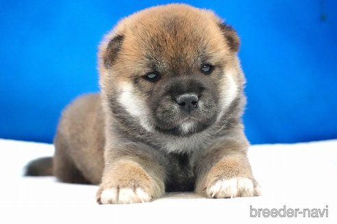 成約済の愛知県の柴犬-350946の2枚目