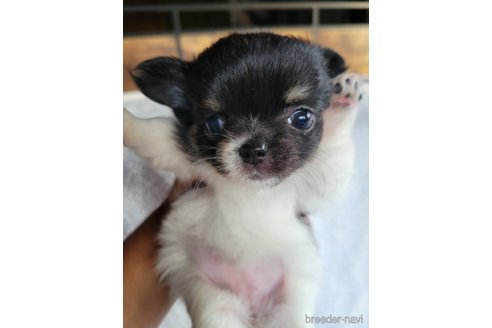 成約済の千葉県のチワワ(ロングコート)-350083の8枚目