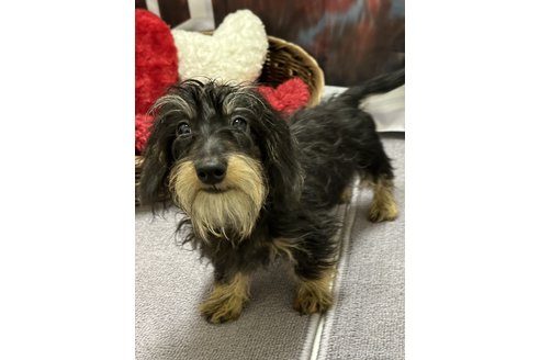成約済の愛知県のカニンヘンダックスフンド(ワイヤーヘアード)-332171の1枚目