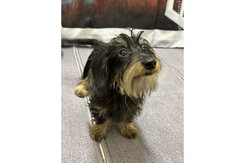 成約済の愛知県のカニンヘンダックスフンド(ワイヤーヘアード)-332171の2枚目