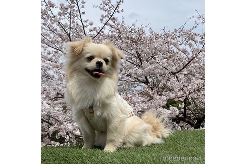成約済の東京都のミックス犬-349077の2枚目
