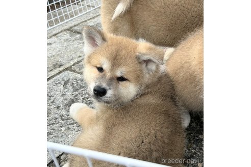 成約済の滋賀県の秋田犬-350974の3枚目