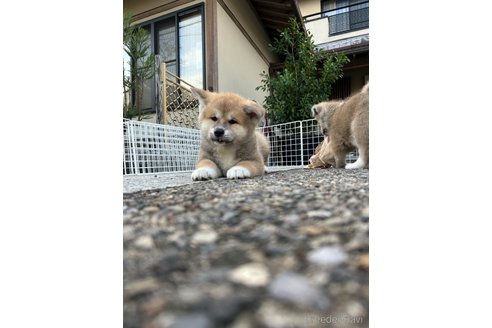 成約済の滋賀県の秋田犬-350974の2枚目