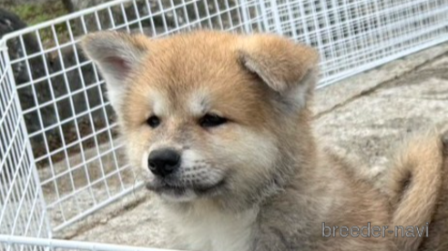 成約済の滋賀県の秋田犬-350974
